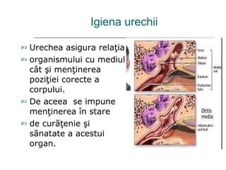 Igiena urechii Urechea asigur a  rela ţ ia   organismului cu mediu l  c â t  ş i   men ţ inerea pozi ţ iei corecte   a   corpului.  De   aceea  se impune men ţ inerea  î n stare de cur ăţ enie  ş i s ă natate a acestui organ . 