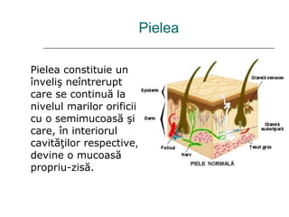 Pielea Pielea constituie un înveliş neîntrerupt care se continuă la nivelul marilor orificii cu o semimucoasă şi care, în interiorul cavităţilor respective, devine o mucoasă propriu-zisă.  