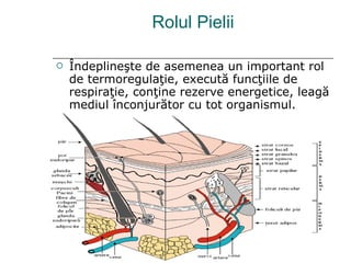 Rolul Pielii Îndeplineşte de asemenea un important rol de termoregulaţie, execută funcţiile de respiraţie, conţine rezerve energetice, leagă mediul înconjurător cu tot organismul. 