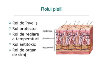 Rolul pielii Rol de  î nveli ş Rol protector Rol de reglare a temperaturi i Rol antitoxic Rol de organ de sim ţ 