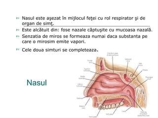 Nasul Nasul este a ş ezat  î n mijlocul fe ţ ei cu rol respirator  ş i de organ de sim ţ . Este alc ă tuit din: fos e  nazal e  c ă ptu ş it e   cu  mucoasa nazal ă. Senzatia de miros se formeaza numai daca substanta pe care o mirosim emite vapori.  Cele doua simturi se completeaza . 