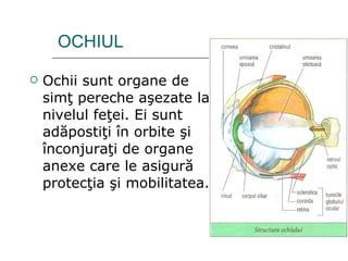 OCHIUL Ochii sunt organe de simţ pereche aşezate la nivelul feţei. Ei sunt adăpostiţi în orbite şi înconjuraţi de organe anexe care le asigură protecţia şi mobilitatea. 