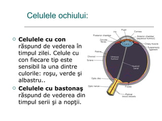 Celulele ochiului: Celulele cu con  răspund de vederea în timpul zilei .  Celule   cu con  f iecare tip este sensibil la una dintre culorile: roşu, verde şi albastru .. Celulele cu bastonaş  răspund de vederea din timpul serii şi a nopţii . 