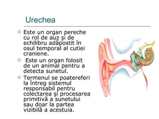 Urechea  Este un organ pereche cu rol de auz  ş i de   echilibru ad ă postit  î n osul temporal al cutiei   craniene. Este un organ folosit de un animal   pentru a detecta  sunetul. Termenul se poatereferi la întreg   sistemul   responsabil pentru   colectarea şi   procesarea   primitivă a   sunetului sau   doar la   partea vizibilă a acestuia.  