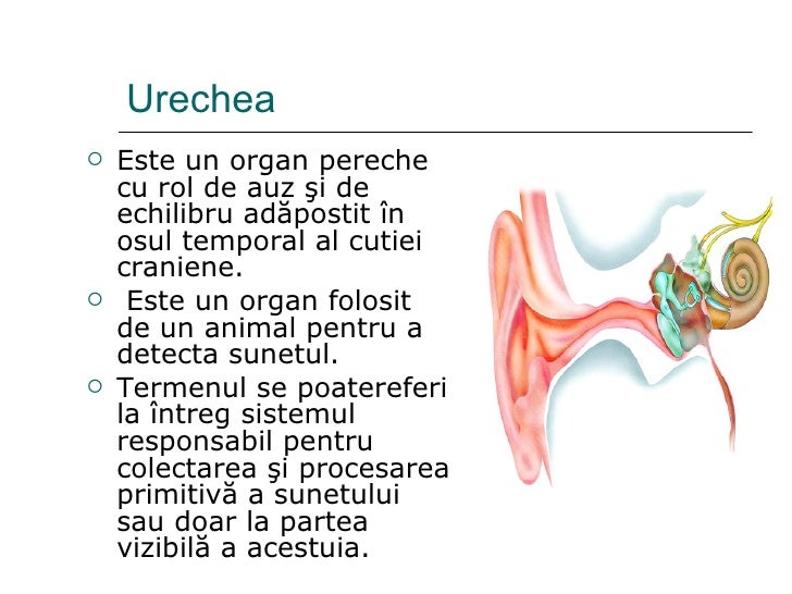 Organele De Simt