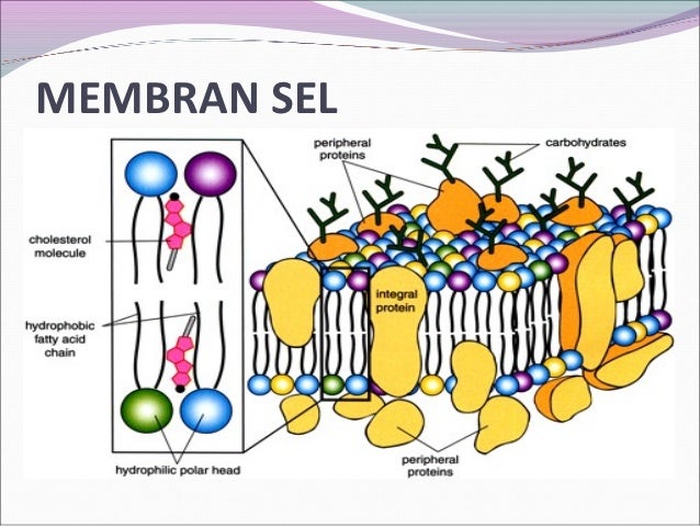76+ Gambar Organel Dinding Sel Kekinian 76+ Gambar Organel Dinding Sel Kekinian