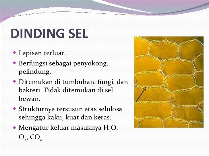 76+ Gambar Organel Dinding Sel Kekinian 76+ Gambar Organel Dinding Sel Kekinian