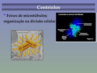Centríolos *  Feixes de microtúbulos;  organização na divisão celular 