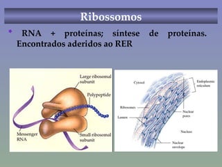 Ribossomos *  RNA + proteínas; síntese de proteínas. Encontrados aderidos ao RER 