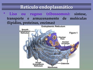 Retículo endoplasmático * Liso ou rugoso (ribossomos):   síntese, transporte e armazenamento de moléculas (lipídios, proteínas, enzimas)  