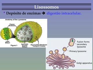Lisossomos *  Depósito de enzimas     digestão intracelular.  