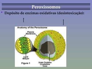 Peroxissomos *  Depósito de enzimas oxidativas (desintoxicação): 