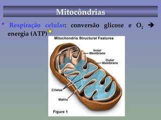 Mitocôndrias *  Respiração celular : conversão glicose e O 2     energia (ATP) 