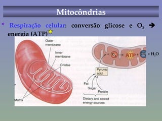 Mitocôndrias *  Respiração celular : conversão glicose e O 2     energia (ATP) + H 2 O 