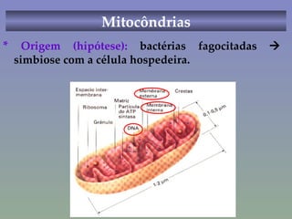 Mitocôndrias *  Origem (hipótese):  bactérias fagocitadas    simbiose com a célula hospedeira.  