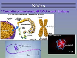 Núcleo * Cromatina/cromossomo    DNA + prot. histonas 