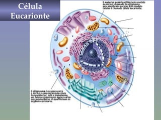 Célula Eucarionte Membrana plasmática 