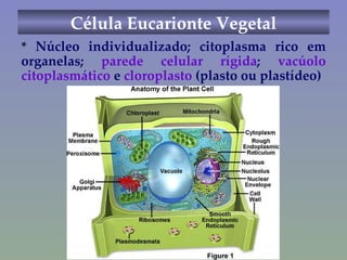 Célula Eucarionte Vegetal Foto de ambas *  Núcleo individualizado; citoplasma rico em organelas;  parede celular rígida ;  vacúolo citoplasmático  e  cloroplasto  (plasto ou plastídeo) 