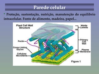 *  Proteção, sustentação, nutrição, manutenção do equilíbrio intracelular. Fonte de alimento, madeira, papel... Parede celular 