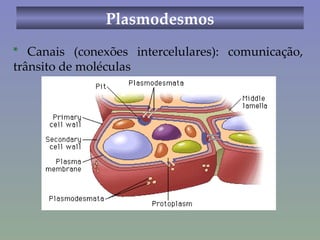 Plasmodesmos *  Canais (conexões intercelulares): comunicação, trânsito de moléculas 