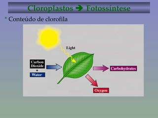 Cloroplastos    Fotossíntese *  Conteúdo de clorofila 