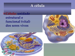 A célula Célula:  unidade estrutural e funcional (vital) dos seres vivos 