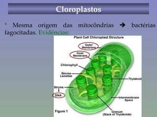 Cloroplastos *  Mesma origem das mitocôndrias    bactérias fagocitadas.  Evidências: DNA Chlorophyll 