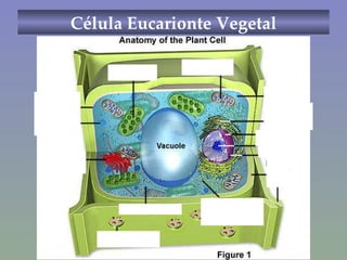 Célula Eucarionte Vegetal Foto de ambas 