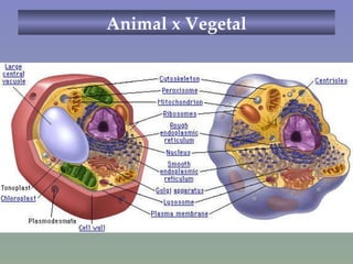 Animal x Vegetal Foto de ambas 
