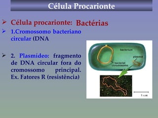 Célula Procarionte Célula procarionte:   1.Cromossomo bacteriano circular  (DNA  2.  Plasmídeo:  fragmento de DNA circular fora do cromossomo principal. Ex. Fatores R (resistência) Bactérias 