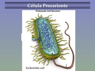 Célula Procarionte Escherichia coli 