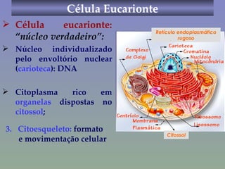 Célula Eucarionte Célula eucarionte:   “ núcleo verdadeiro”: Núcleo individualizado pelo envoltório nuclear ( carioteca ): DNA Citoplasma rico em  organelas  dispostas no  citossol ; Retículo endoplasmático rugoso Citossol 3.  Citoesqueleto:  formato  e movimentação celular 