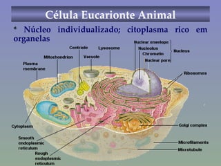 Célula Eucarionte Animal Foto de ambas *  Núcleo individualizado; citoplasma rico em organelas 