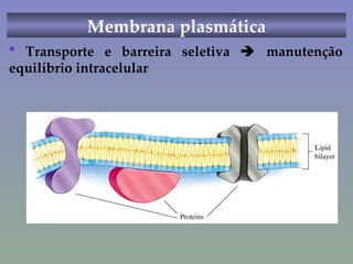 Membrana plasmática *  Transporte e barreira seletiva    manutenção equilíbrio intracelular 