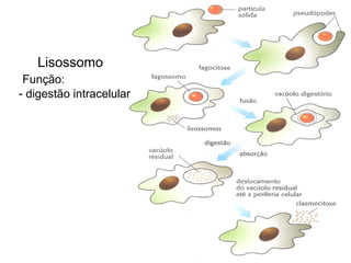 Lisossomo
 Função:
- digestão intracelular
 