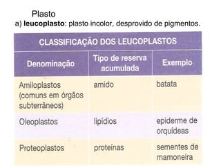 Plasto
a) leucoplasto: plasto incolor, desprovido de pigmentos.
 