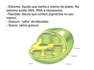 - Estroma: líquido que banha o interior do plasto. No
estroma existe DNA, RNA e ribossomos.
-Tilacóide: discos que contem pigmentos no seu
interior.
- Granum: “pilha” de tilacóides
- Grana: vários granum
 