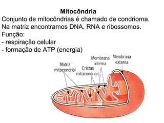 Mitocôndria
Conjunto de mitocôndrias é chamado de condrioma.
Na matriz encontramos DNA, RNA e ribossomos.
Função:
- respiração celular
- formação de ATP (energia)
 