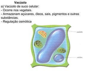 Vacúolo
a) Vacúolo de suco celular:
- Ocorre nos vegetais.
- Armazenam açúcares, óleos, sais, pigmentos e outras
substâncias.
- Regulação osmótica
 