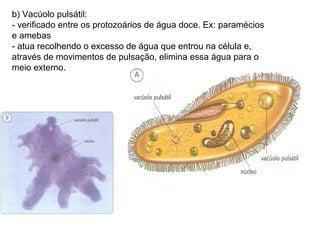 b) Vacúolo pulsátil:
- verificado entre os protozoários de água doce. Ex: paramécios
e amebas
- atua recolhendo o excesso de água que entrou na célula e,
através de movimentos de pulsação, elimina essa água para o
meio externo.
 
