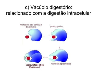 c) Vacúolo digestório:
relacionado com a digestão intracelular
 
