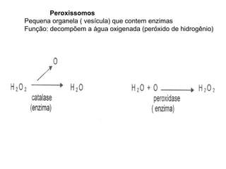 Peroxissomos
Pequena organela ( vesícula) que contem enzimas
Função: decompõem a água oxigenada (peróxido de hidrogênio)
 
