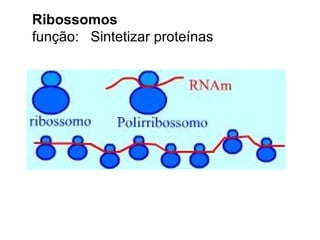 Ribossomos
função: Sintetizar proteínas
 
