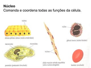 Núcleo
Comanda e coordena todas as funções da célula.
 