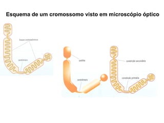 Esquema de um cromossomo visto em microscópio óptico
 
