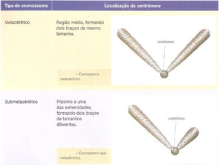 Organelas - Biologia