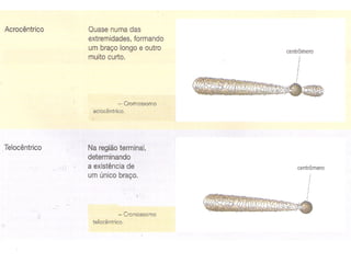 Organelas - Biologia