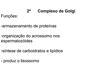 2º    Complexo de Golgi
Funções:

-armazenamento de proteínas

-organização do acrossomo nos
espermatozóides

-síntese de carboidratos e lipídios

- produz o lisossomo
 
