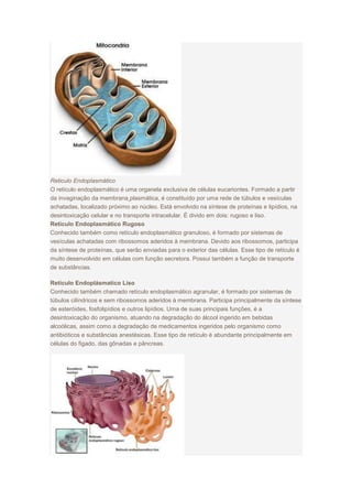 Reticulo Endoplasmático
O retículo endoplasmático é uma organela exclusiva de células eucariontes. Formado a partir
da invaginação da membrana plasmática, é constituído por uma rede de túbulos e vesículas
achatadas, localizado próximo ao núcleo. Está envolvido na síntese de proteínas e lipídios, na
desintoxicação celular e no transporte intracelular. É divido em dois: rugoso e liso.
Retículo Endoplasmático Rugoso
Conhecido também como retículo endoplasmático granuloso, é formado por sistemas de
vesículas achatadas com ribossomos aderidos à membrana. Devido aos ribossomos, participa
da síntese de proteínas, que serão enviadas para o exterior das células. Esse tipo de retículo é
muito desenvolvido em células com função secretora. Possui também a função de transporte
de substâncias.
Retículo Endoplásmatico Liso
Conhecido também chamado retículo endoplasmático agranular, é formado por sistemas de
túbulos cilíndricos e sem ribossomos aderidos à membrana. Participa principalmente da síntese
de esteróides, fosfolipídios e outros lipídios. Uma de suas principais funções, é a
desintoxicação do organismo, atuando na degradação do álcool ingerido em bebidas
alcoólicas, assim como a degradação de medicamentos ingeridos pelo organismo como
antibióticos e substâncias anestésicas. Esse tipo de retículo é abundante principalmente em
células do figado, das gônadas e pâncreas.
 