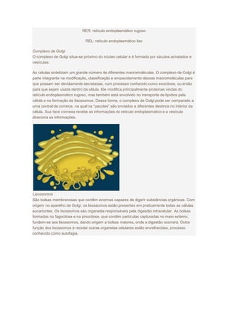 RER: retículo endoplasmático rugoso
REL: retículo endoplasmático liso
Complexo de Golgi
O complexo de Golgi situa-se próximo do núcleo celular e é formado por sáculos achatados e
vesículas.
As células sintetizam um grande número de diferentes macromoléculas. O complexo de Golgi é
parte integrante na modificação, classificação e empacotamento dessas macromoléculas para
que possam ser devidamente secretadas, num processo conhecido como exocitose, ou então
para que sejam usada dentro da célula. Ele modifica principalmente proteínas vindas do
retículo endoplasmático rugoso, mas também está envolvido no transporte de lipídios pela
célula e na formação de lisossomos. Dessa forma, o complexo de Golgi pode ser comparado a
uma central de correios, na qual os “pacotes” são enviados a diferentes destinos no interior da
célula. Sua face convexa recebe as informações do reticulo endoplasmatico e a vesícula
direciona as informações.
Lisossomos
São bolsas membranosas que contêm enzimas capazes de digerir substâncias orgânicas. Com
origem no aparelho de Golgi, os lisossomos estão presentes em praticamente todas as células
eucariontes. Os lisossomos são organelas responsáveis pela digestão intracelular. As bolsas
formadas na fagocitose e na pinocitose, que contêm partículas capturadas no meio externo,
fundem-se aos lisossomos, dando origem a bolsas maiores, onde a digestão ocorrerá. Outra
função dos lisossomos é reciclar outras organelas celulares estão envelhecidas, processo
conhecido como autofagia.
 